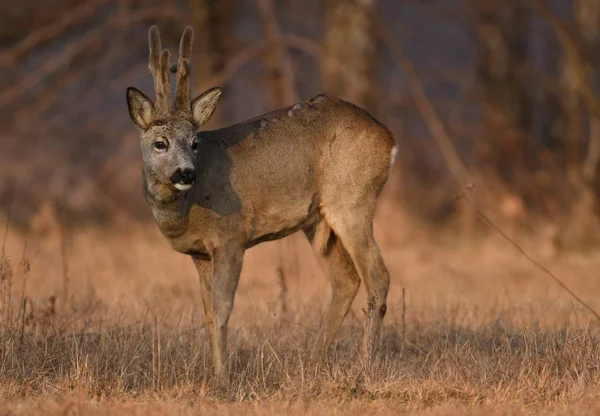 Cute Roe Deer Natural Habitat — Stock Photo, Image