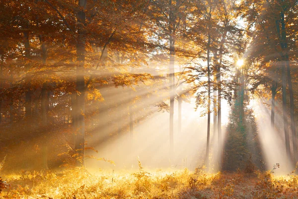 Hermoso Amanecer Bosque Amarillo Otoño — Foto de Stock