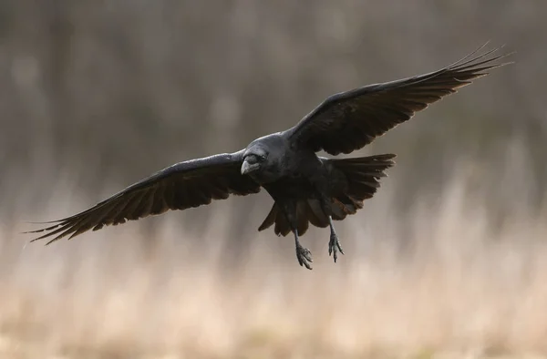 Corbeau Commun Volant Dans Habitat Naturel — Photo