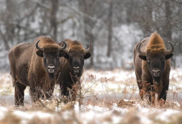 European Bisons Natural Habitat — Stock Photo, Image