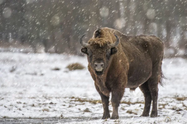 European Bison Natural Habitat — Stock Photo, Image