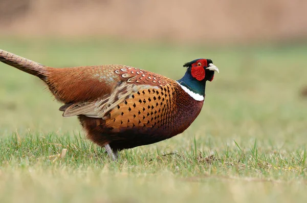 Vue Rapprochée Faisan Collier Dans Habitat Naturel — Photo