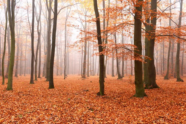 Beaux Rayons Soleil Dans Forêt Plage Magique — Photo