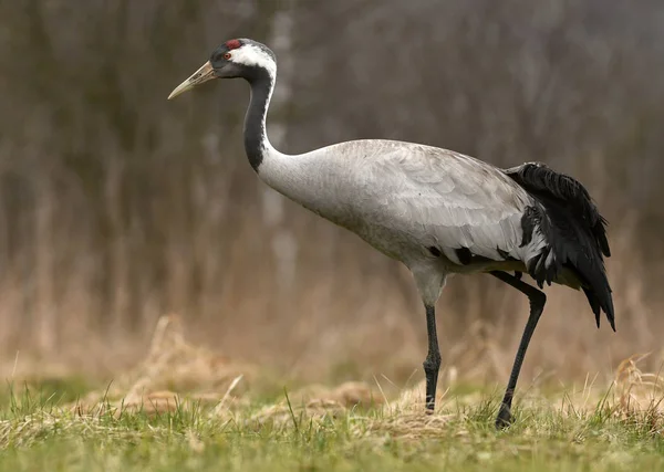 Zbliżenie Żuraw Naturalnym Środowisku — Zdjęcie stockowe