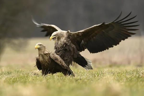 Stäng Upp Vita Tailed Eagles — Stockfoto