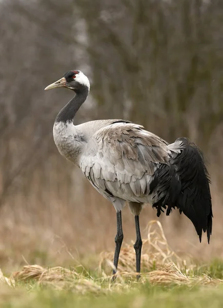 Zbliżenie Żuraw Naturalnym Środowisku — Zdjęcie stockowe