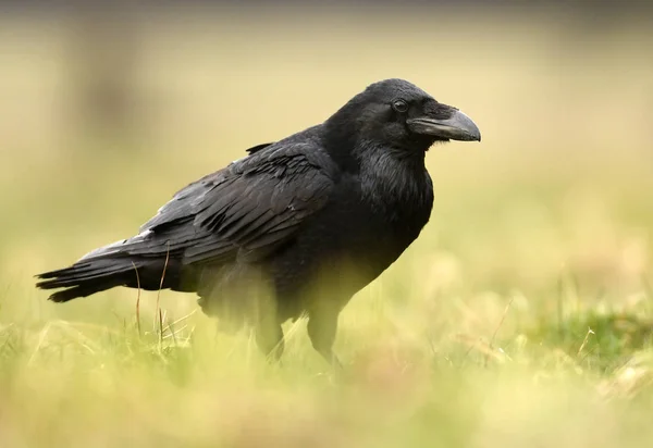 Vista Cerca Common Raven Hábitat Natural — Foto de Stock