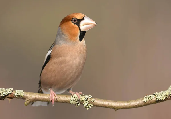 Close View Cute Hawfinch Sitting Tree Branch — Stock Photo, Image