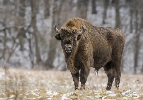 Gros Bisons Européens Dans Habitat Naturel — Photo