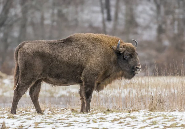 Bison Européen Dans Habitat Naturel — Photo