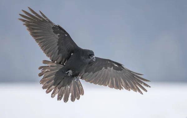 Corbeau Commun Volant Dans Habitat Naturel — Photo