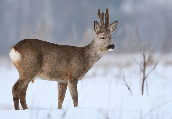 Roe Deer Stojí Zasněženou Louku — Stock fotografie