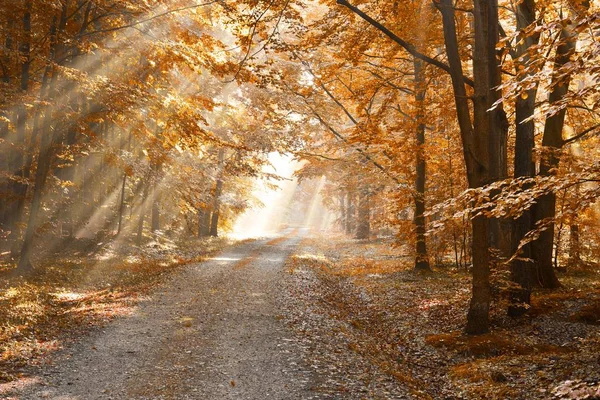 Güzel Sonbahar Sabahı Ormanda Polonya — Stok fotoğraf