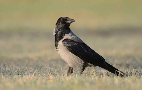 Close View Hooded Crow — Stock Photo, Image