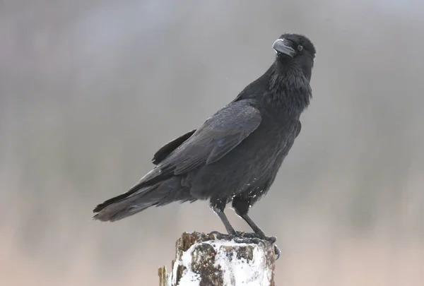 Zár Megjelöl Kilátás Természetes Élőhely Közös Raven — Stock Fotó