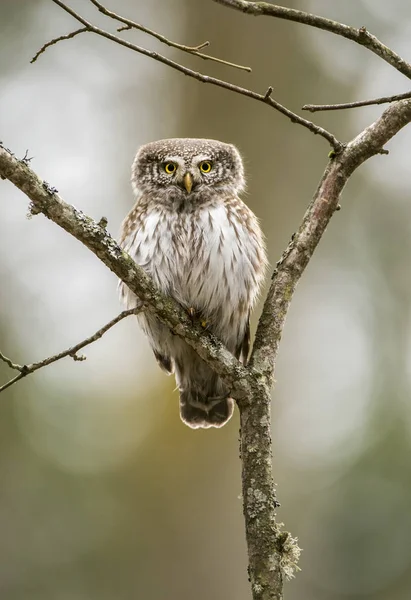 Close View Eurasian Pygmy Owl — Stock Photo, Image