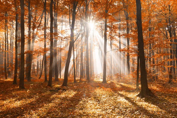 Beautiful Sunshine Autumnal Forest Morning — Stock Photo, Image