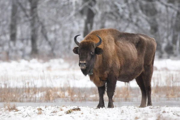 Ευρωπαϊκή Bison Στο Φυσικό Περιβάλλον — Φωτογραφία Αρχείου