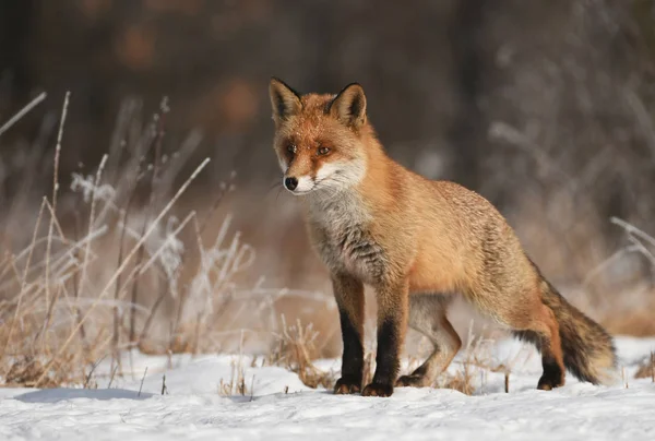 Neugierige Füchse Winter Natürlichem Lebensraum — Stockfoto
