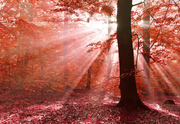 Wunderschöne Sonnenstrahlen Magischen Strandwald — Stockfoto