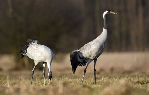 Zbliżenie Żurawi Naturalnym Środowisku — Zdjęcie stockowe