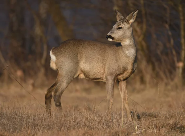 Carino Capriolo Habitat Naturale — Foto Stock