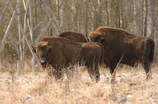 Bisons Européens Dans Habitat Naturel — Photo