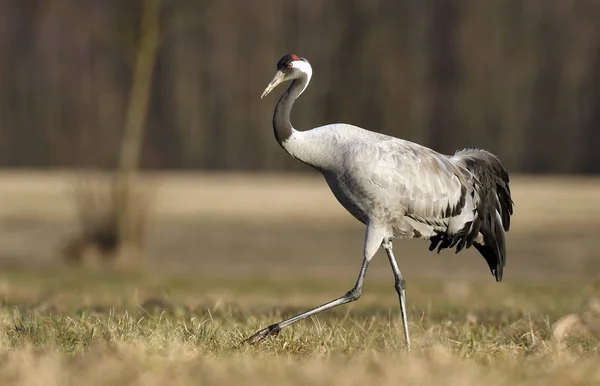 Zbliżenie Żuraw Naturalnym Środowisku — Zdjęcie stockowe