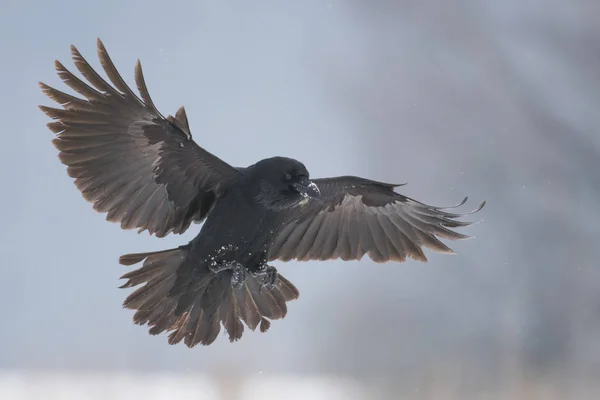 Rabenflug Natürlichem Lebensraum — Stockfoto