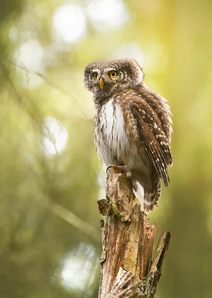 Close View Eurasian Pygmy Owl — Stock Photo, Image