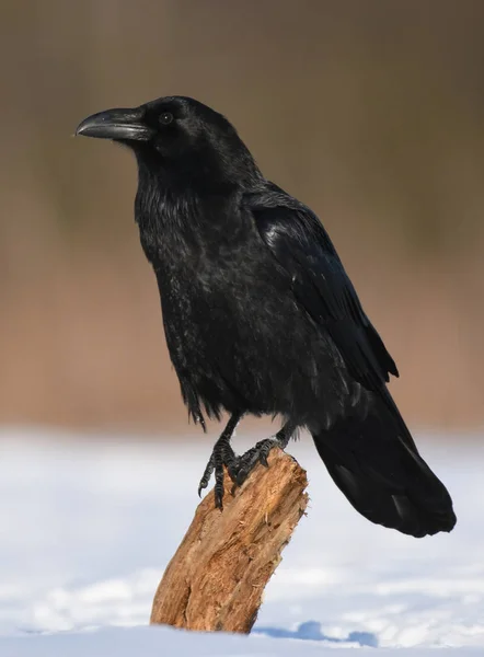 Vista Cerca Common Raven Hábitat Natural —  Fotos de Stock