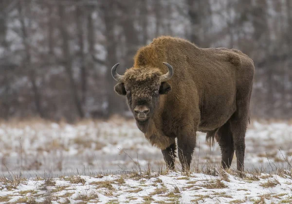 Gros Bisons Européens Dans Habitat Naturel — Photo