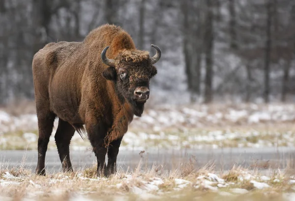 Gros Bisons Européens Dans Habitat Naturel — Photo