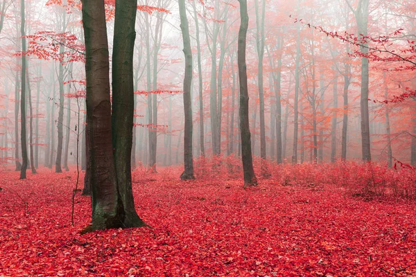 Красивий Чарівний Ліс Опалим Червоним Листям — стокове фото