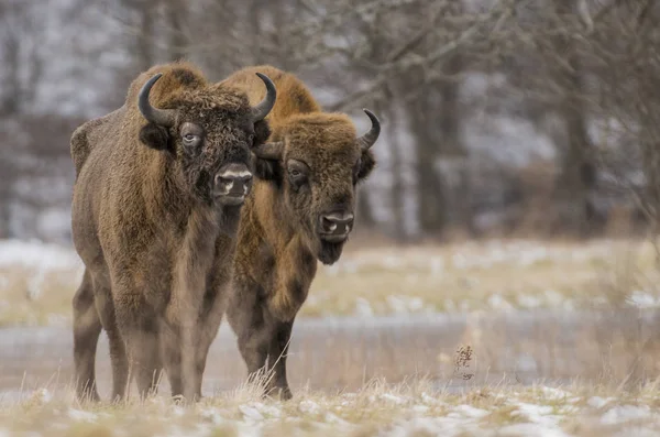 Doğal Yaşam Alanı Içinde Avrupa Bizonlar — Stok fotoğraf