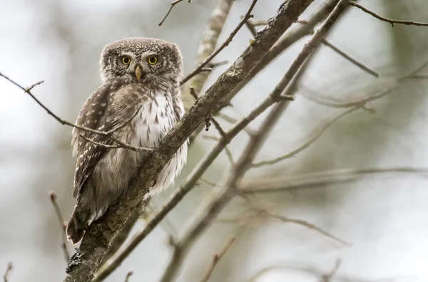 Vue Rapprochée Chouette Pygmée Eurasie — Photo