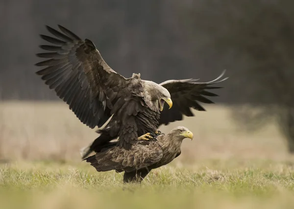 Close View White Tailed Eagles — Stock Photo, Image