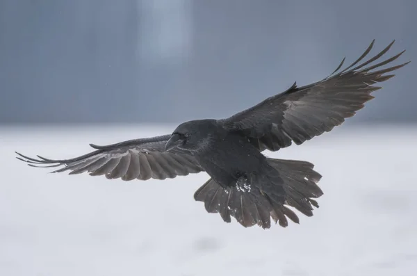Cuervo Común Volando Hábitat Natural —  Fotos de Stock
