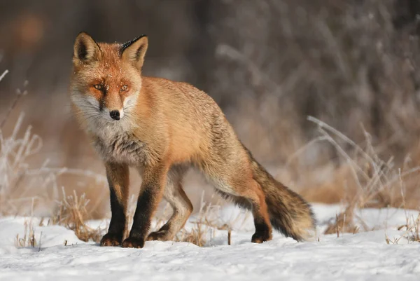 冬の自然の生息地で好奇心のフォックス — ストック写真
