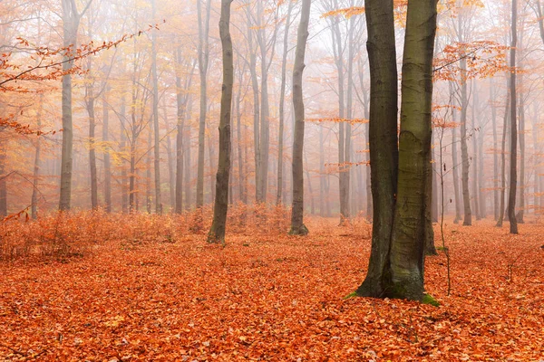 Beaux Rayons Soleil Dans Forêt Plage Magique — Photo