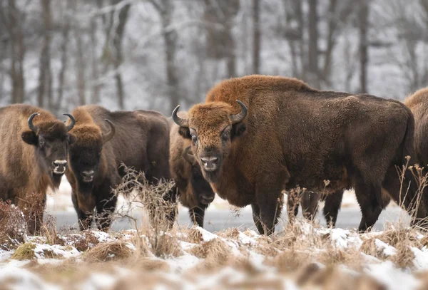 Bisontes Europeos Hábitat Natural —  Fotos de Stock