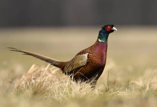 Vista Cerca Del Faisán Ringneck Hábitat Natural — Foto de Stock