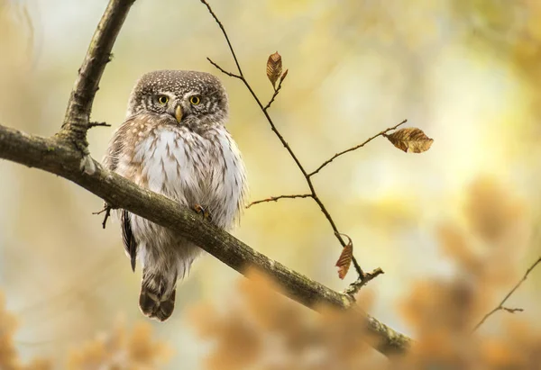 Close View Eurasian Pygmy Owl — Stock Photo, Image