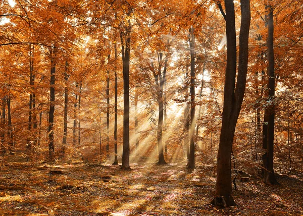 Belle Forêt Magique Avec Des Feuilles Brunes Tombées — Photo