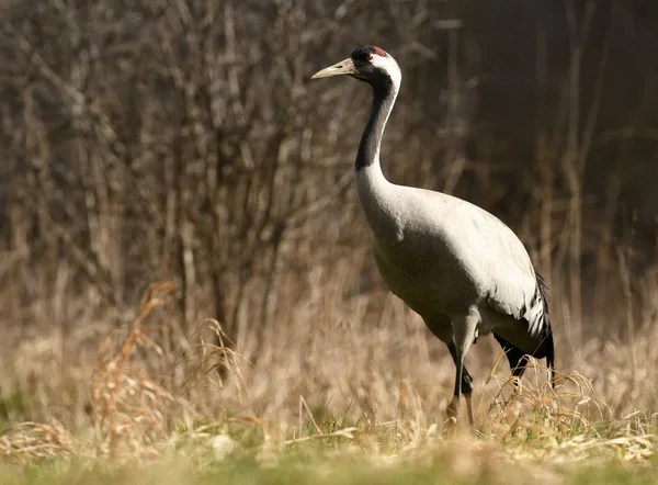 Zbliżenie Żuraw Naturalnym Środowisku — Zdjęcie stockowe