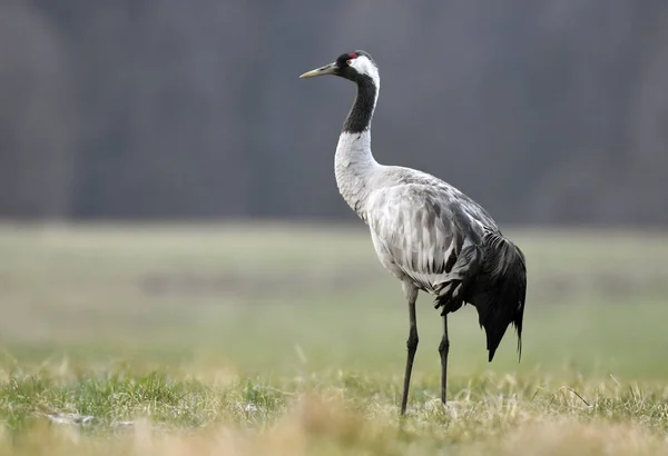 Close Van Kraanvogel Natuurlijke Habitat — Stockfoto