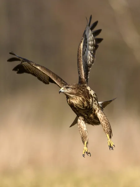 Ormvråk Som Flyger Naturliga Livsmiljö — Stockfoto