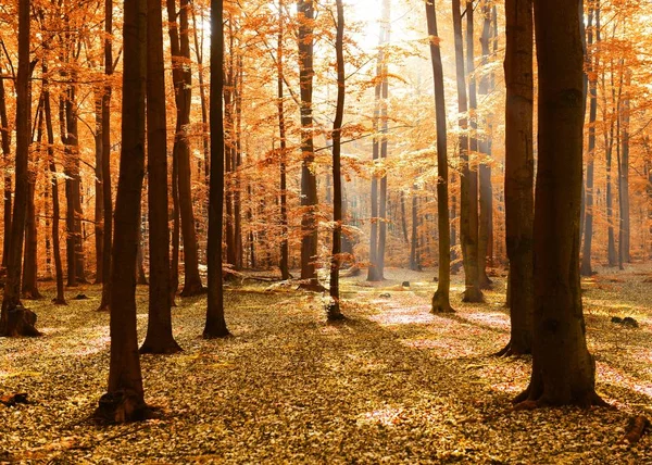 Schöner Sonnenschein Herbstlichen Wald Morgen — Stockfoto