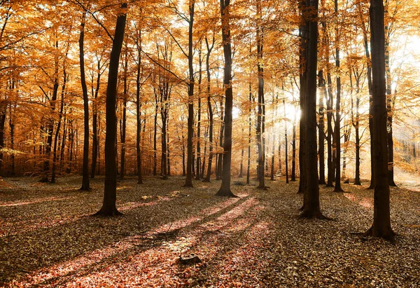 Gyönyörű Napsütéses Őszi Erdőben Reggel — Stock Fotó