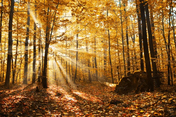 美丽的黎明在黄色秋天森林里 — 图库照片